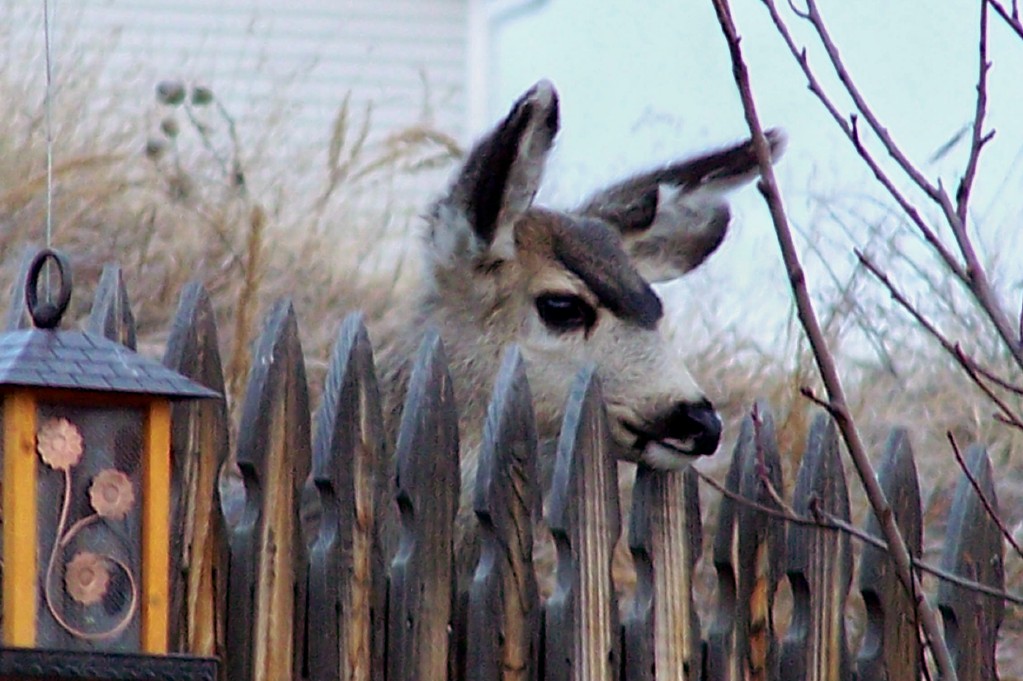 Parker, CO: Parker Wildlife