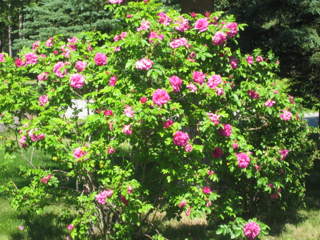 Wasilla, AK: Rose Tree in Wasilla Alaska