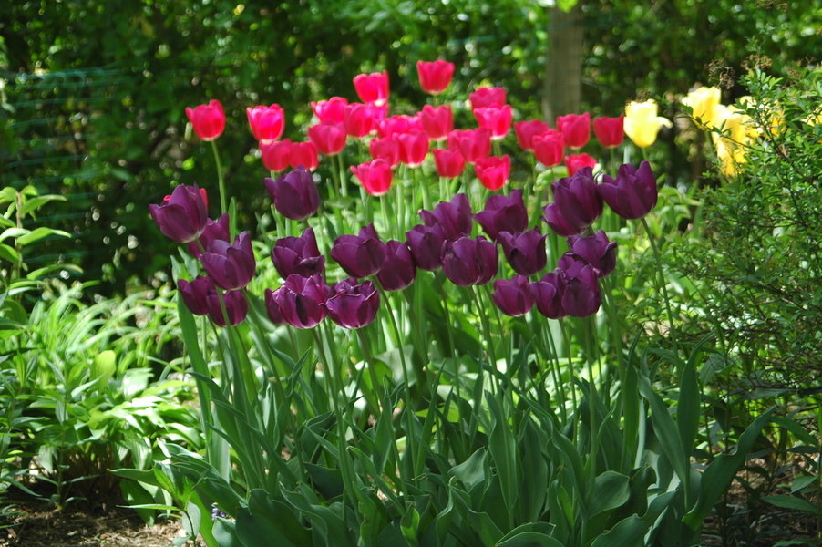 Leesburg, VA: Spring Tulips - Leesburg, VA