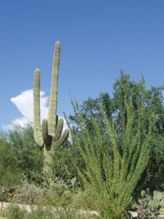 Winkelman, AZ: Winkelman Cactus Against Blue Sky