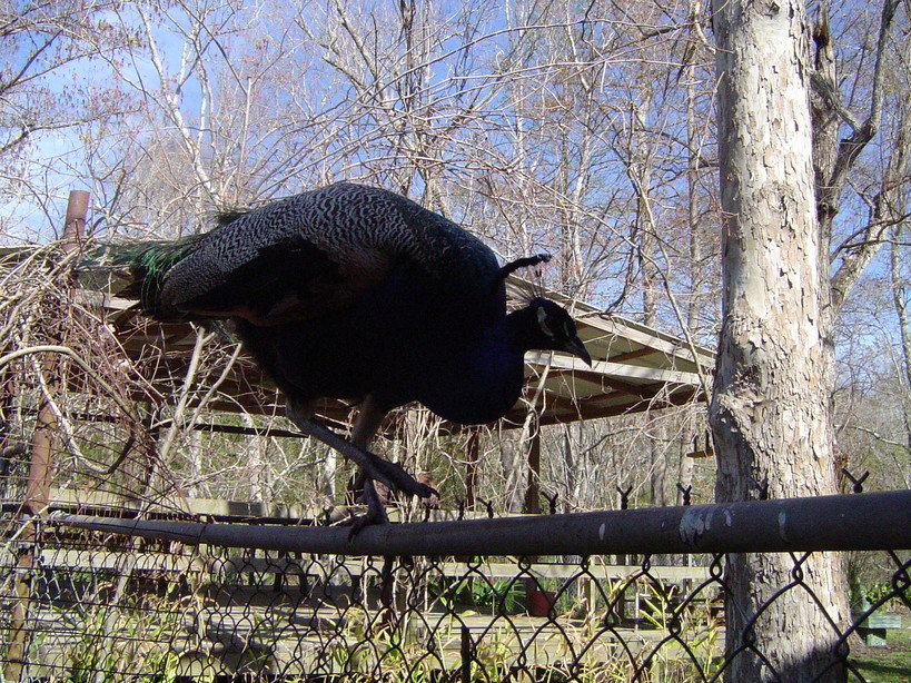 Houma, LA photo, picture, image (Louisiana) at