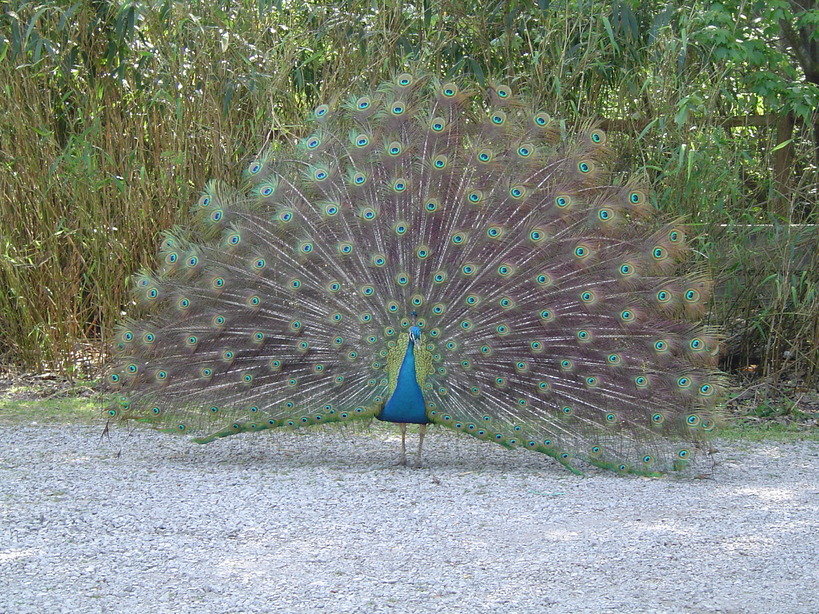 Houma, LA: Peacock