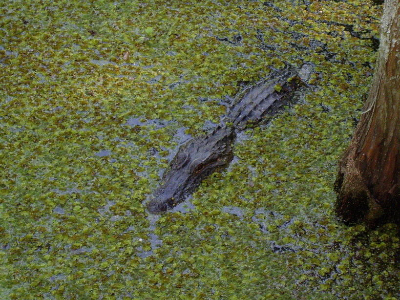 Houma, LA: Wildlife Gardens swimming Alligator