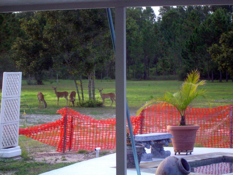 St. Cloud, FL: Deer in backyard - after hurricane charlie