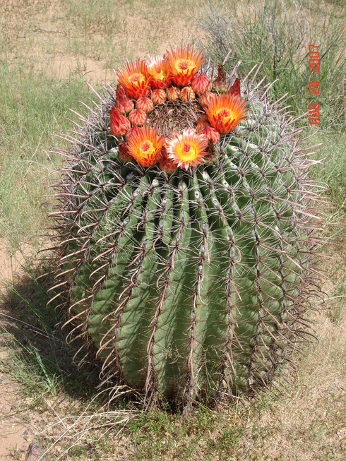Sahuarita, AZ: Cactus