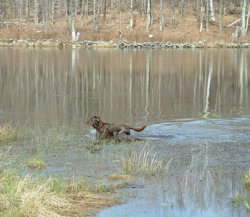 Underhill, VT: wading canine