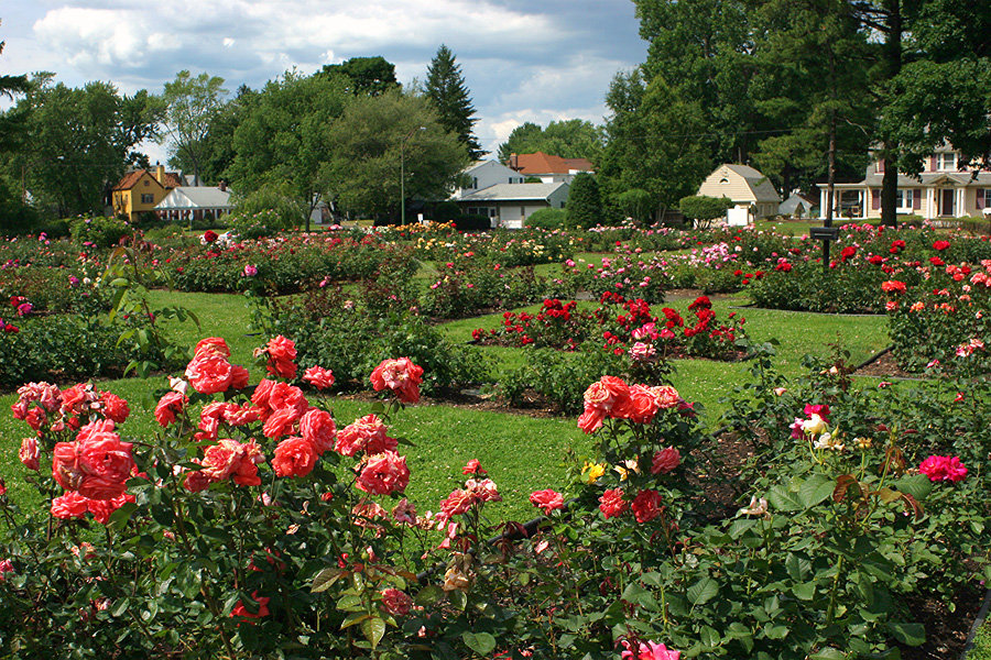 Schenectady, NY: Rose Garden in Schenectady