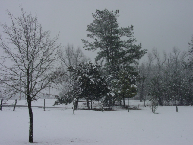 Clarksville, TX: Snow in Red River County Feb 2004