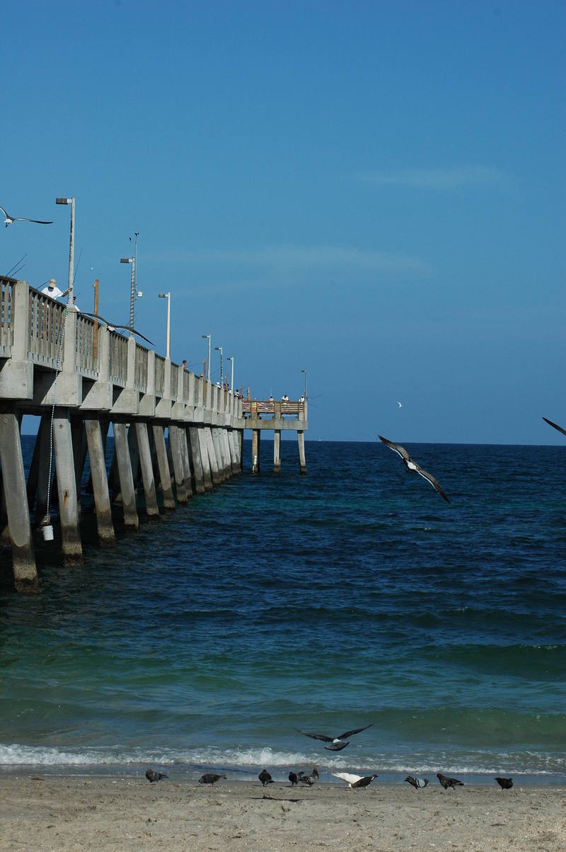 Dania Beach, FL: Dania Beach Pier and Oceanfront POSTCARD