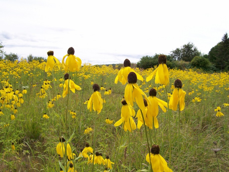 Mackinac Island, MI: field of yellow flowers
