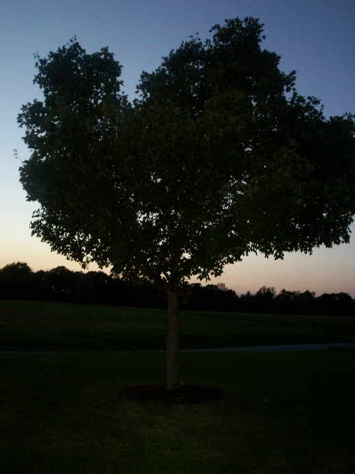 Lewisburg, KY: Tree on Duncan Ridge Rd.
