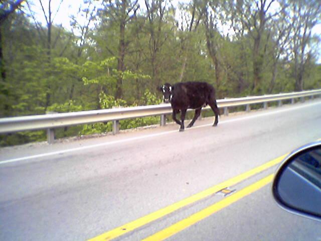 Bruceville, IN: A cow I saw on the N State Road 550, right off of Bruceville, Indiana.