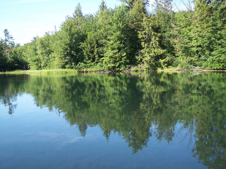 Star Lake, NY: Star Lake Shoreline