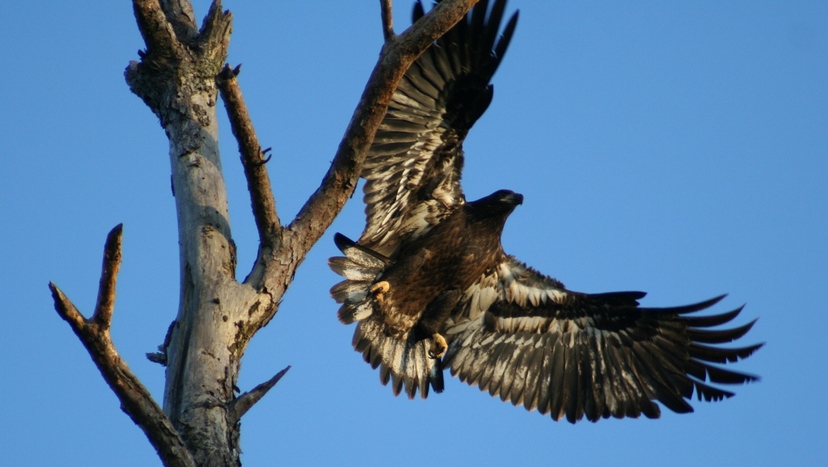 Broaddus, TX: Junior eagle on our Lake