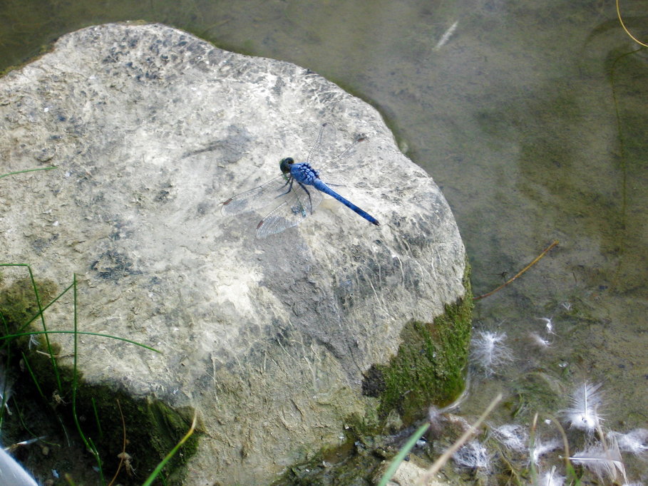 Hilliard, OH: dragonfly at Homestead Park