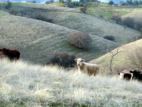 Vacaville, CA: The Timm Ranch which is in Solano County borders Vacaville and Winters, CA