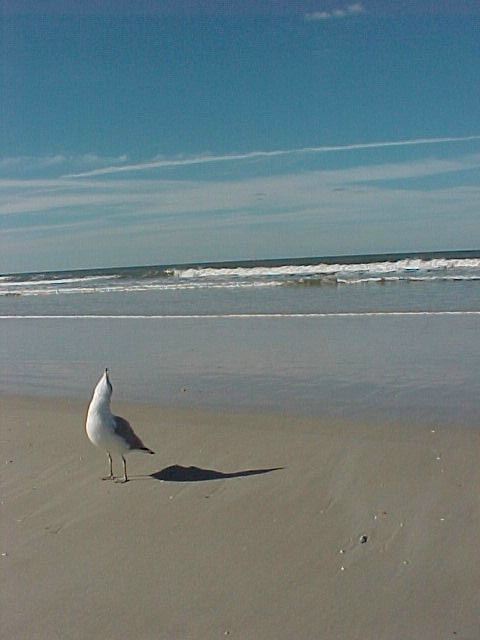 Crescent Beach, FL: A happy bird on Crescent Beach :)