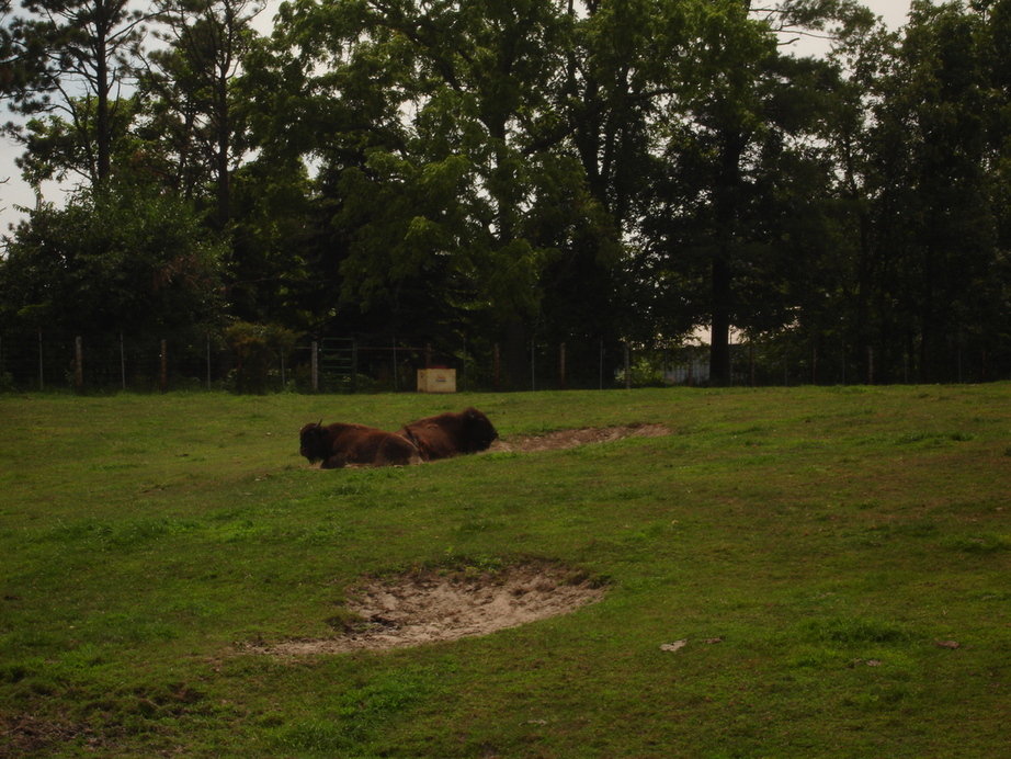 Victor, IA: Buffalo out side of twon