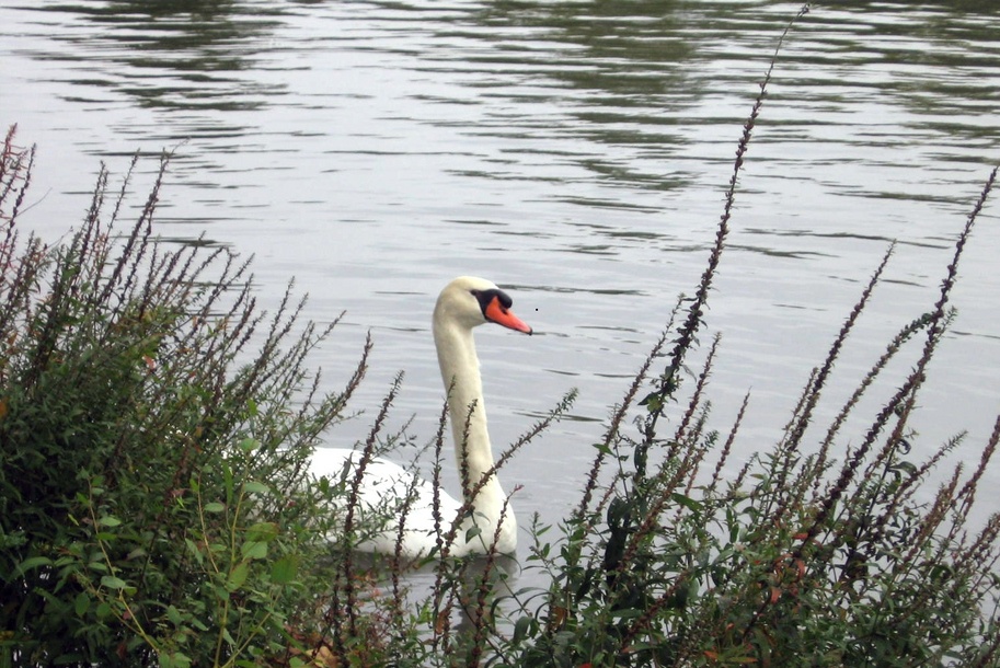 Hamilton, NY: Swan in Colgate Univ pond