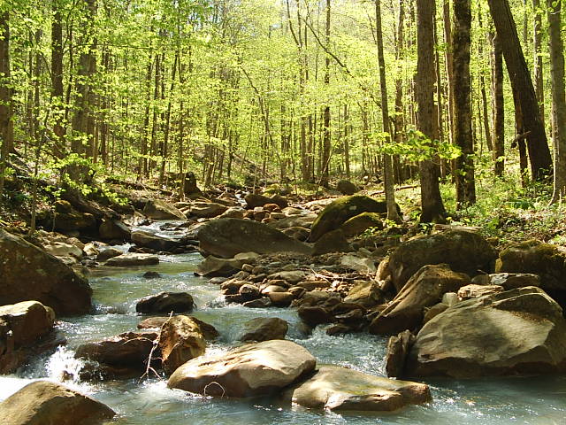 Alpine, TN: Creek near Alpine