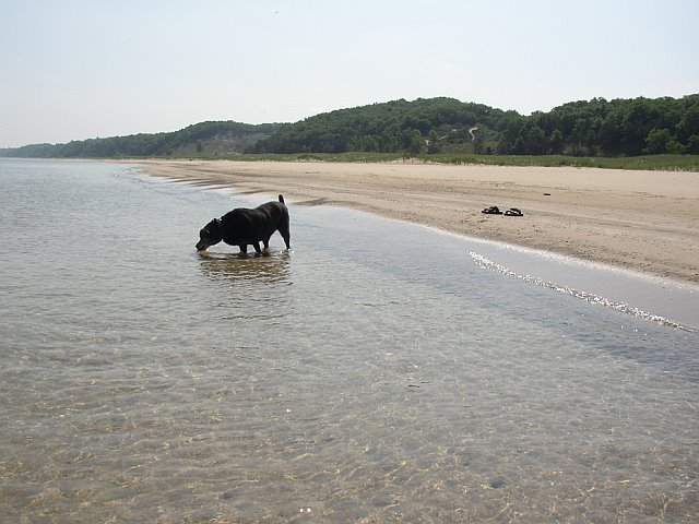 Ogden Dunes, IN: Cleopatra taking a drink