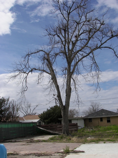 Arabi, LA: My grandfather brought this pecan in a jar and planted it in our yard, all thats left after Hurricane Katrina