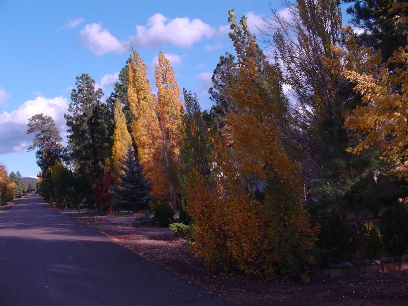 Munds Park, AZ Autumn arrives in "The Park" photo, picture, image (Arizona) at