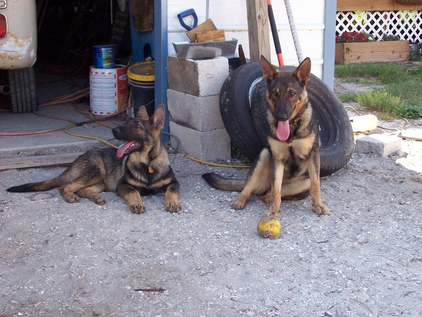 Suncoast Estates, FL: German Shepherds Max and Ghia watching Home in Suncoast Estate, North Fort Myers