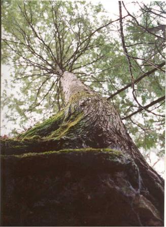 Ashland, WI: Tree near Houghten's Point