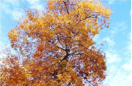 Cedar Rapids, IA: Tree at Ellis Park in Fall