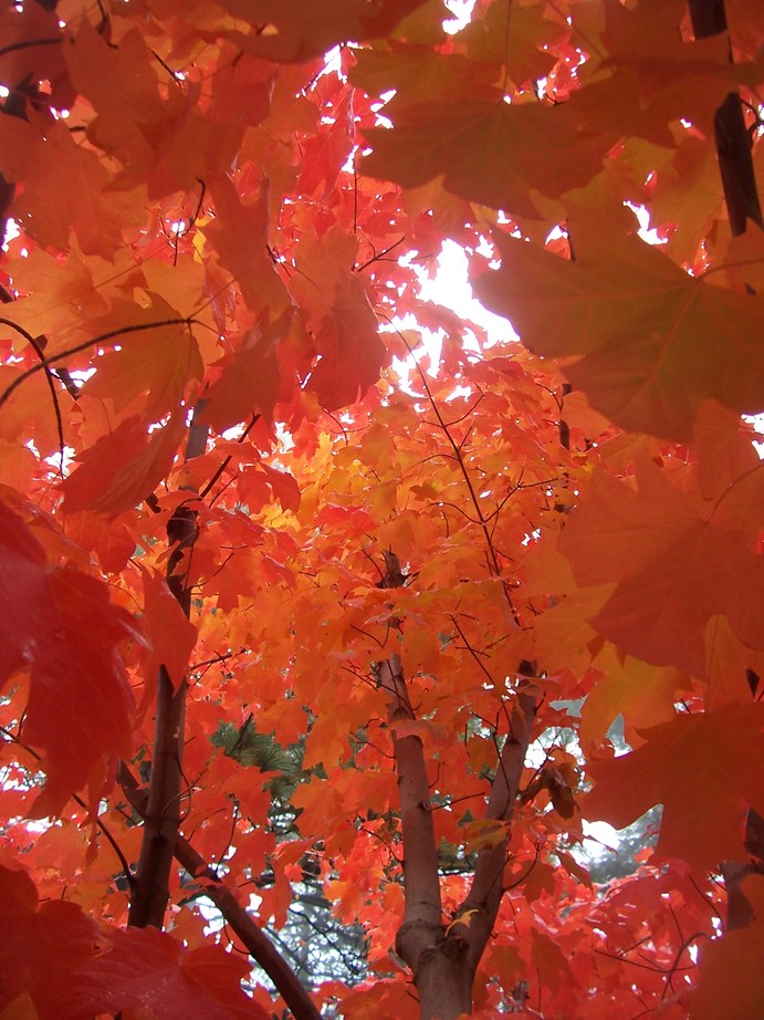 Crestline, CA: Gorgeous Fall Color Maple in Crestline, off Cresta Drive