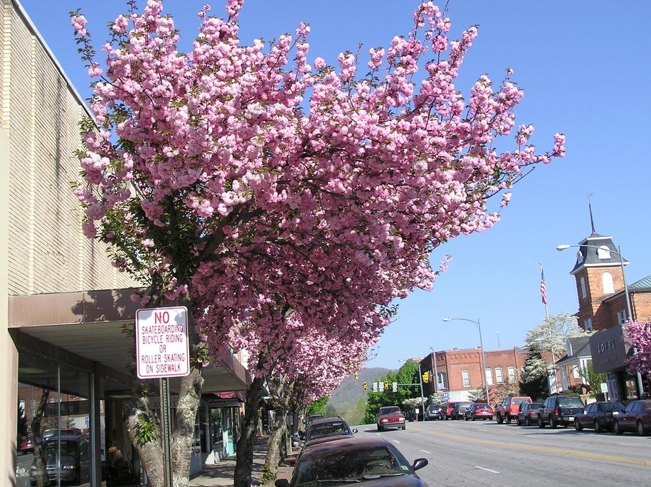 Brevard, NC: Downtown Brevard and Courthouse with Kwanzan Cherry Trees in bloom