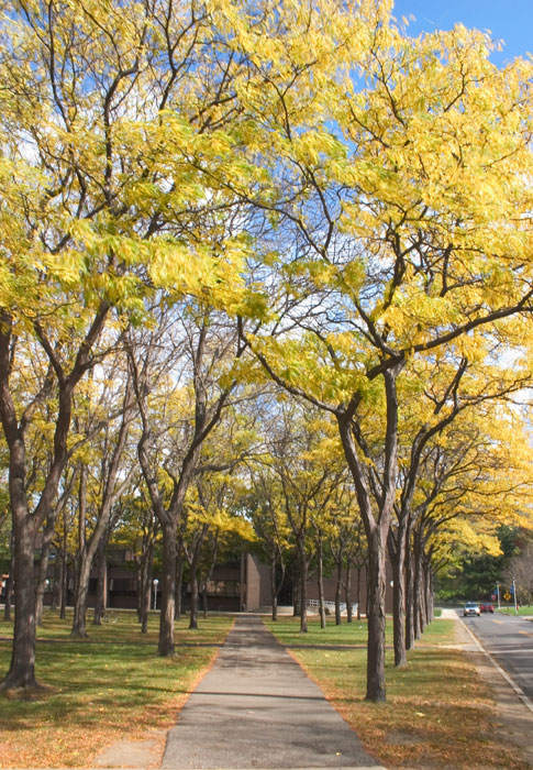 Fredonia, NY: Fall leaves on campus at SUNY Fredonia