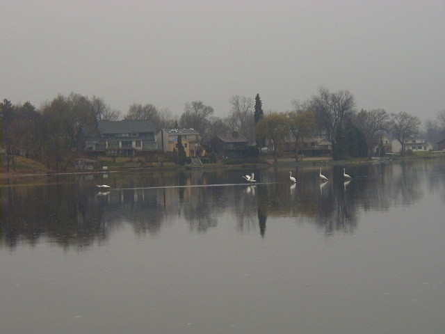 Wolverine Lake, MI: Swan Family on Frozen Wolverine Lake - Taking Flight #1