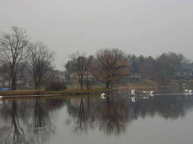 Wolverine Lake, MI: Swan Family on Frozen Wolverine Lake - Taking Flight #2