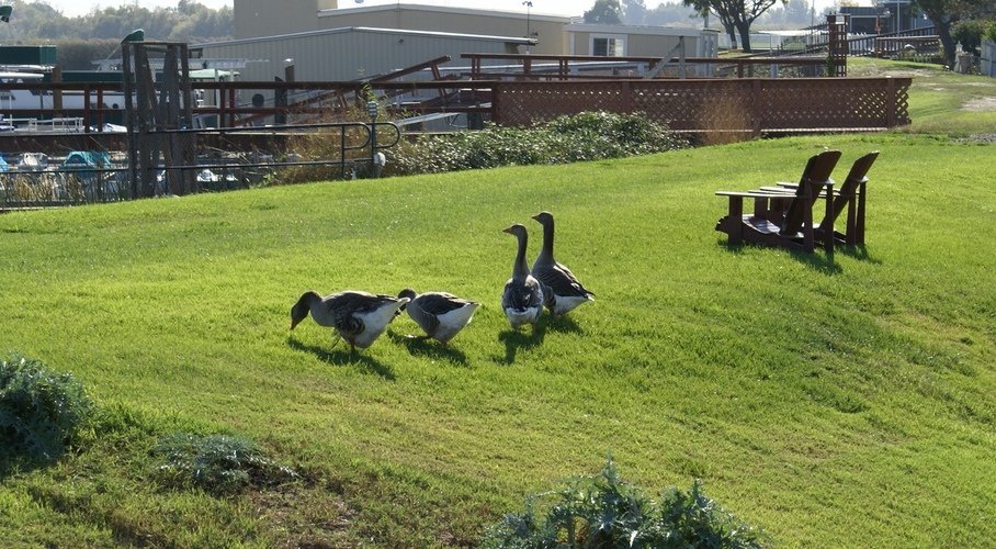 Bethel Island, CA: Geese on Stone Road Levee