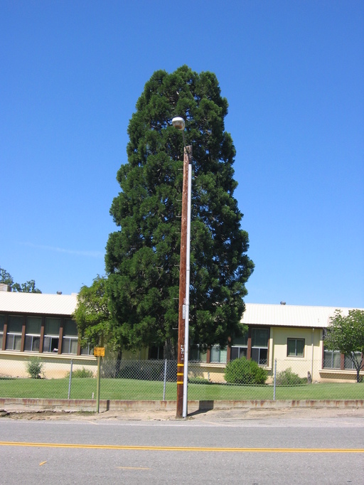 Auberry, CA: tree planted in the 1950s by the elementary school