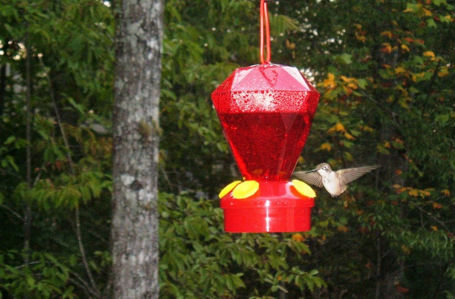 Clarkesville, GA: Hummingbird in Timber Ridge, Clarkesville, GA