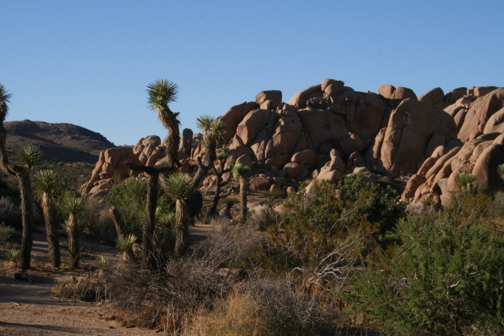 Joshua Tree, CA: Joshua Tree Park