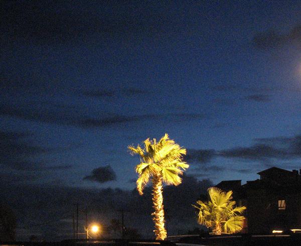 Port Aransas, TX: Palm trees at night