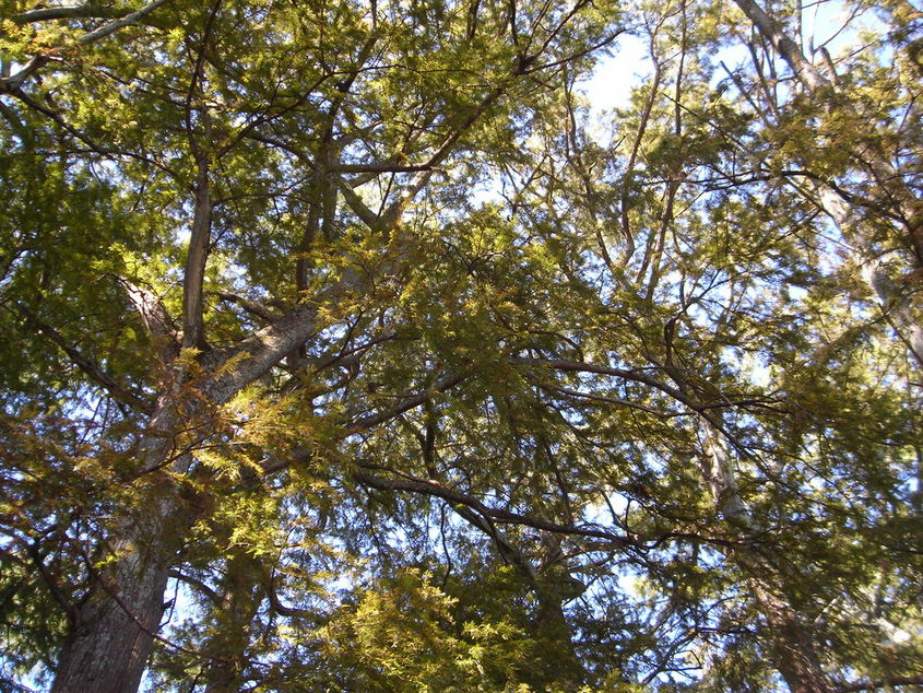 Samburg, TN: Tree's at Reelfoot Lake