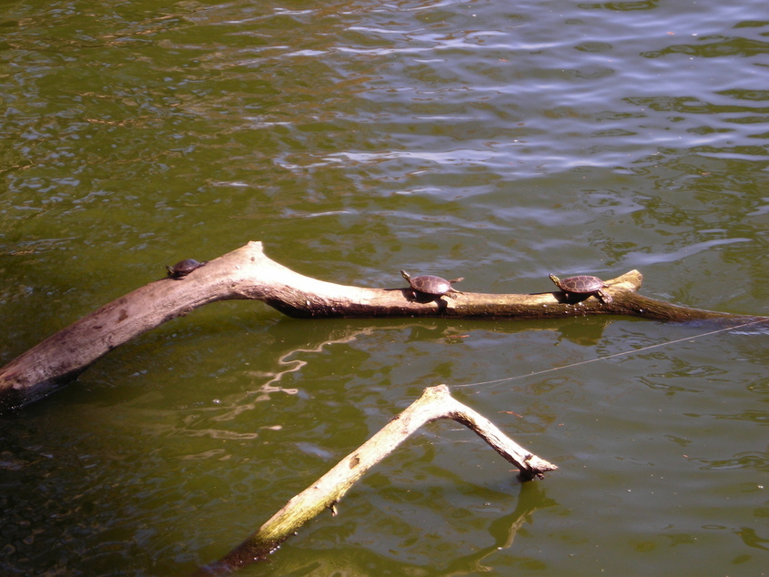 Samburg, TN: Reelfoot Lake Turtles