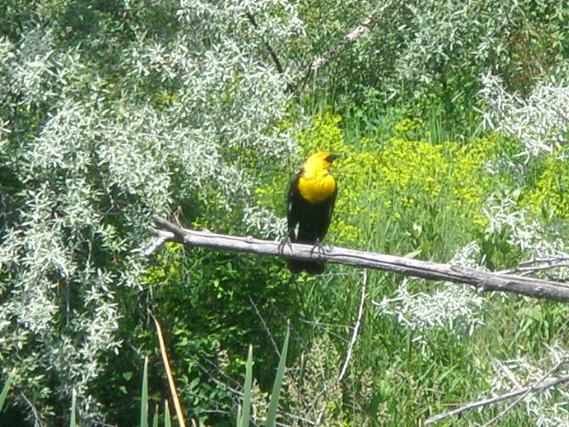 Billings, MT: Yellow Headed Black Bird - Riverfront Park