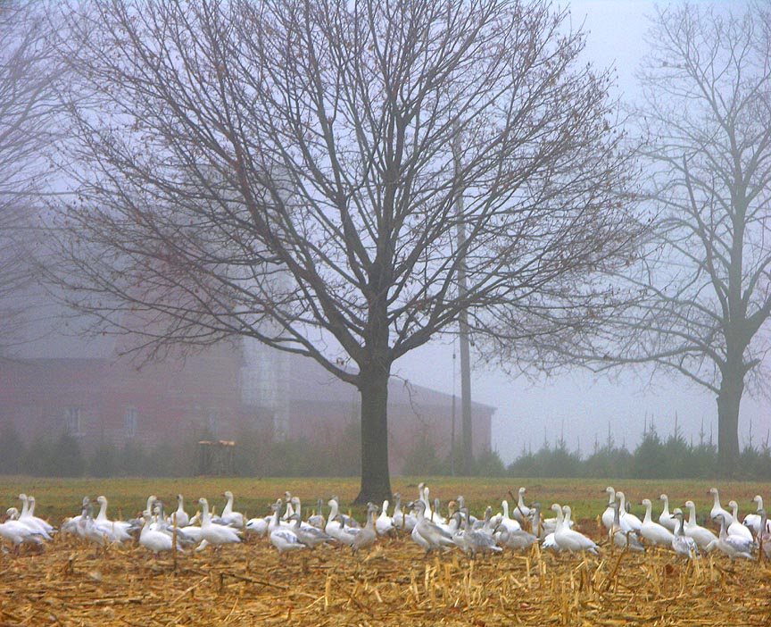 Pemberton, NJ: An early foggy morning I spotted these geese on a fram in Pemberton.