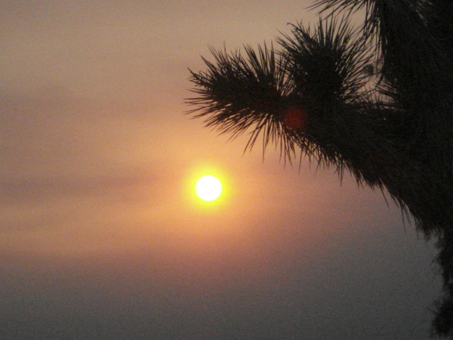 Joshua Tree, CA: joshua tree at sunset