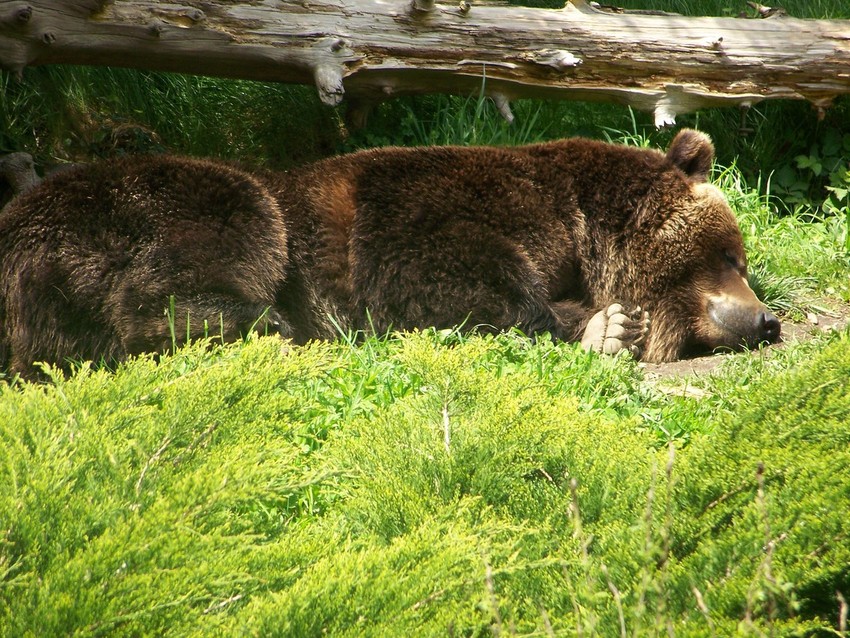 Seattle, WA: Seattle Zoo One of the two brown Bears There