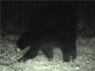Spencer, MA: This picture of a Black Bear was taken recently at Jette's house on N.West Road in Spencer