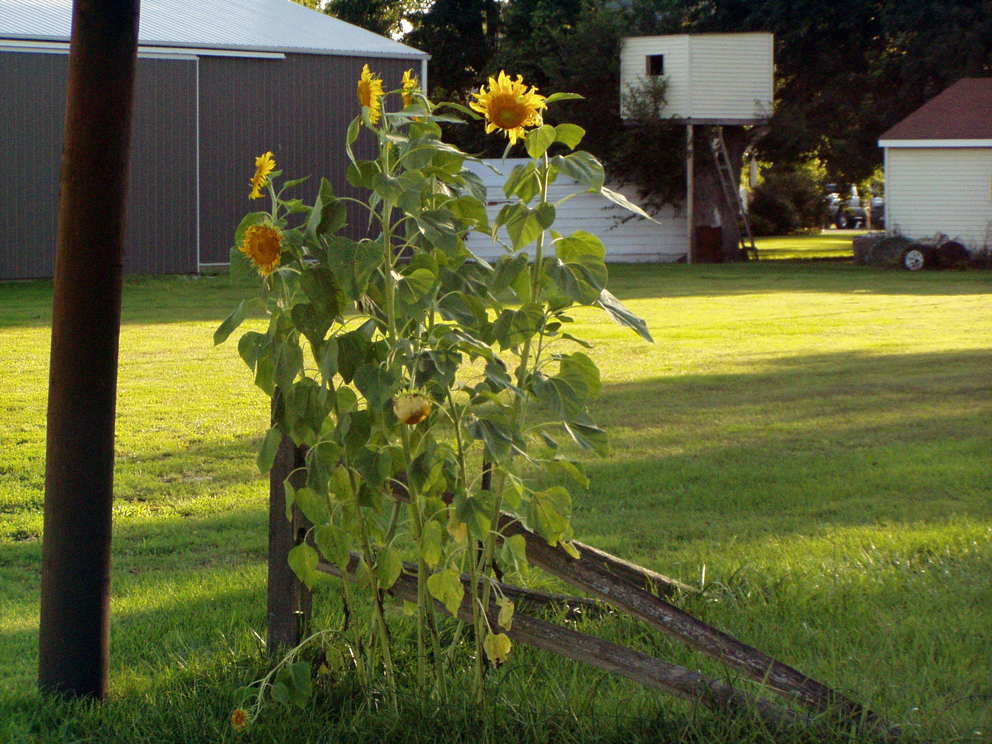 Fremont, IA: Sunflowers on South Cumberland