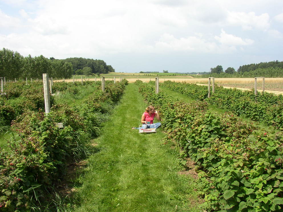Rockford, MI: Raspberry field, amid the rolling farm country in Rockford, Michigan