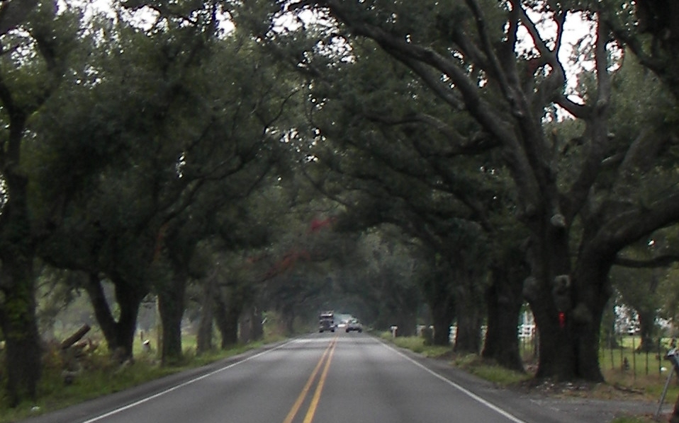 Meraux, LA: Tunnel of trees in Meraux